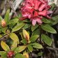 Rhododendron ferrugineum L.