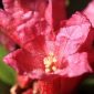 Rhododendron ferrugineum L.