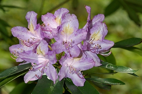 Rhododendron ponticum subsp. baeticum (Boiss. & Reut.) Hand.-Mazz.
