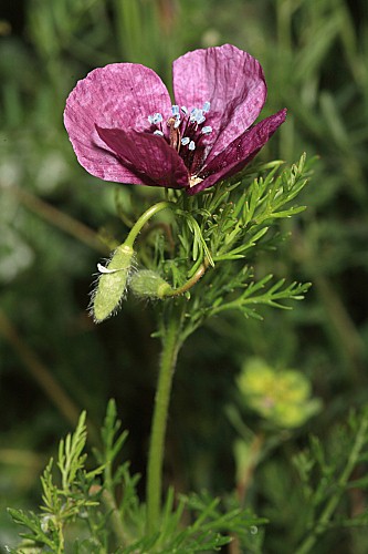 Roemeria hybrida (L.) DC.