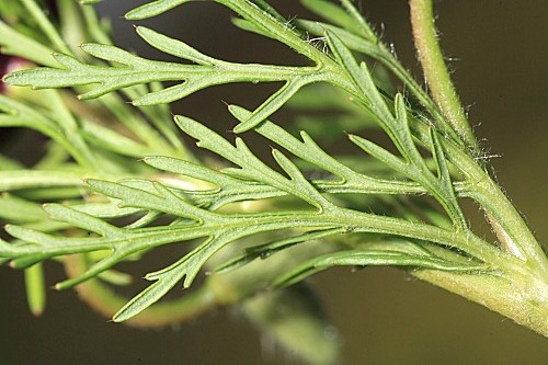 Roemeria hybrida (L.) DC.