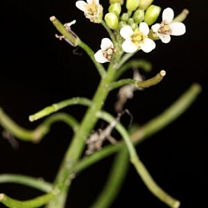 Rorippa nasturtium-aquaticum (L.) Hayek