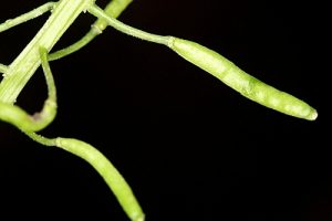 Rorippa nasturtium-aquaticum (L.) Hayek