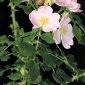 Rosa canina L.