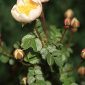 Rosa pimpinellifolia L.