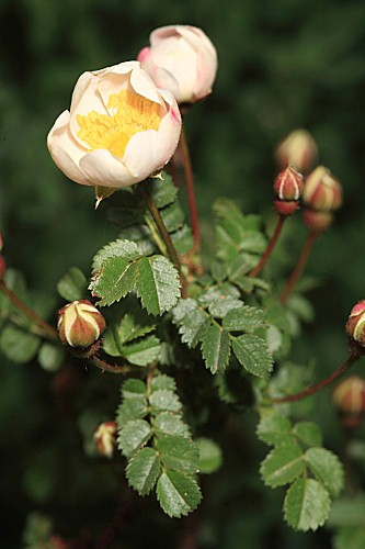 Rosa pimpinellifolia L.