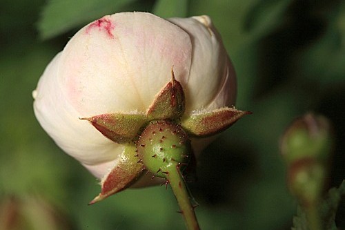 Rosa pimpinellifolia L.