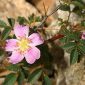 Rosa sicula Tratt.