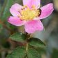 Rosa sicula Tratt.