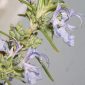 Rosmarinus officinalis L.