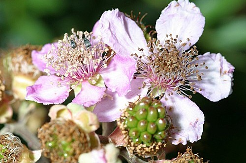 Rubus ulmifolius Schott