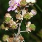Rubus ulmifolius Schott