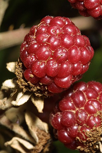 Rubus ulmifolius Schott