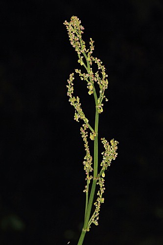 Rumex acetosa subsp. acetosa L.