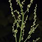 Rumex acetosa subsp. acetosa L.