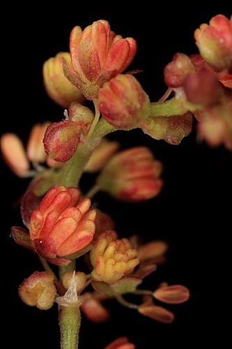 Rumex acetosella subsp. angiocarpus (Murb.) Murb.