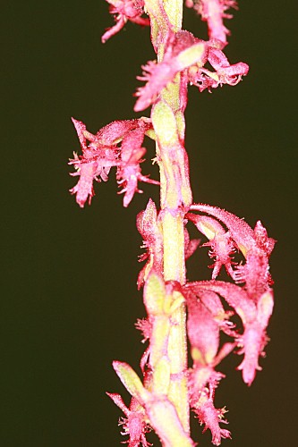 Rumex bucephalophorus L.