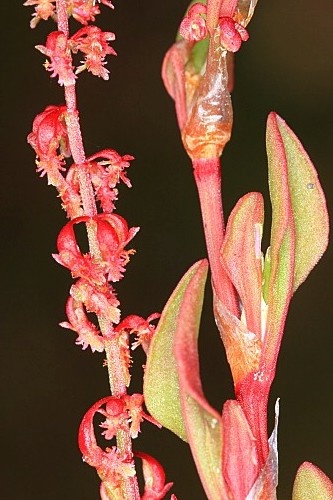 Rumex bucephalophorus L.