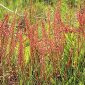 Rumex bucephalophorus L.