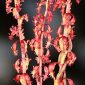 Rumex bucephalophorus L.