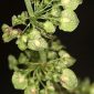Rumex crispus L.
