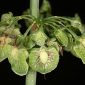 Rumex crispus L.