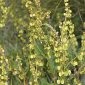 Rumex roseus L.