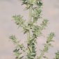 Salsola kali L.