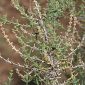 Salsola opossitifolia Desf.
