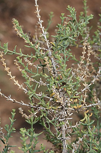 Salsola opossitifolia Desf.