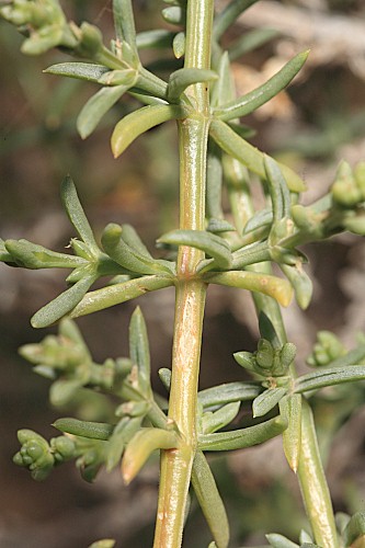 Salsola opossitifolia Desf.