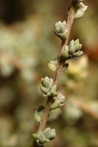 Salsola vermiculata L.