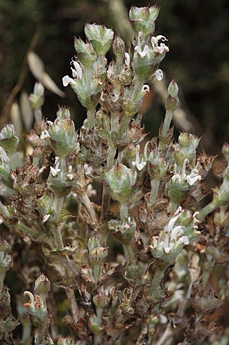 Salvia aethiopis L.
