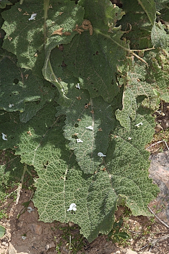 Salvia argentea L.