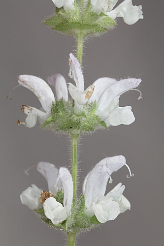 Salvia argentea L.