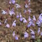 Salvia lavandulifolia subsp. vellerea (Cuatrec.) Rivas Goday & Rivas Mart.