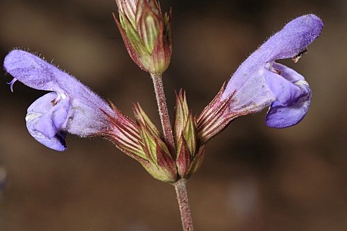 Salvia lavandulifolia subsp. vellerea (Cuatrec.) Rivas Goday & Rivas Mart.