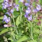 Salvia officinalis L.