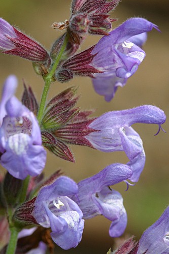 Salvia officinalis L.