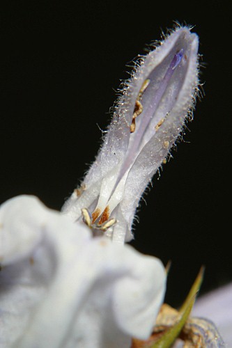 Salvia lavandulifolia subsp. oxyodon (Webb & Heldr.) Rivas Goday & Rivas Mart.