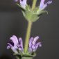 Salvia phlomoides Asso