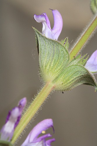 Salvia phlomoides Asso