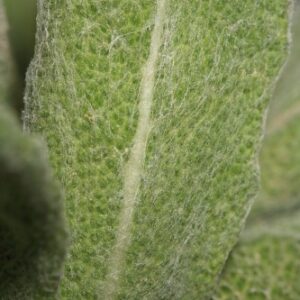 Salvia phlomoides Asso