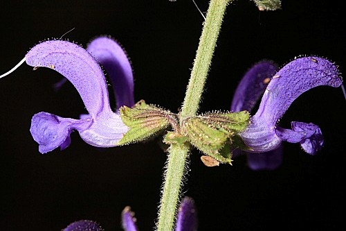 Salvia pratensis L.