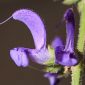 Salvia pratensis L.