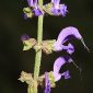 Salvia pratensis L.