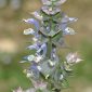 Salvia sclarea L.