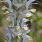 Salvia sclarea L.