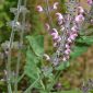 Salvia sclareiodes Brot.