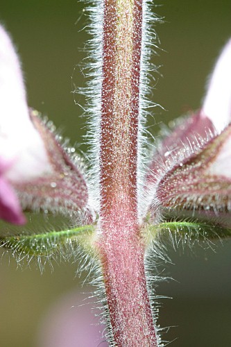 Salvia sclareiodes Brot.